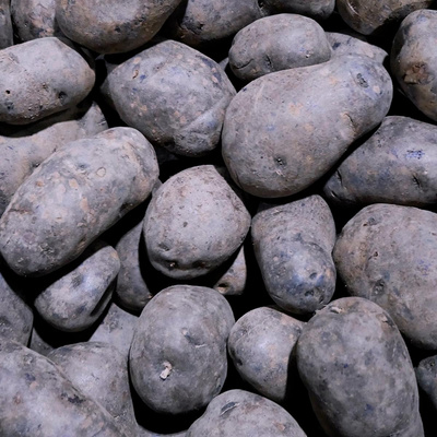 Produktfoto zu Kartoffel Blauer St. Galler