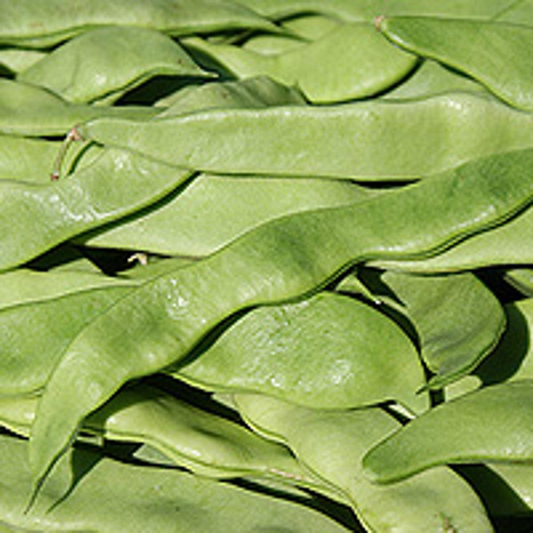 Produktfoto zu Stangenbohnen