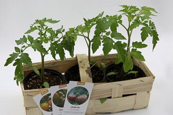 Produktfoto zu Historische Tomaten Mix, 3 Töpfe