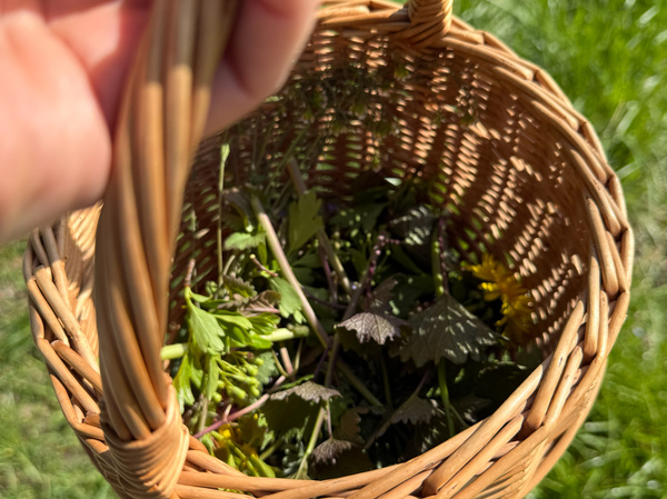 Kräuterwanderung in Dortmund Derne