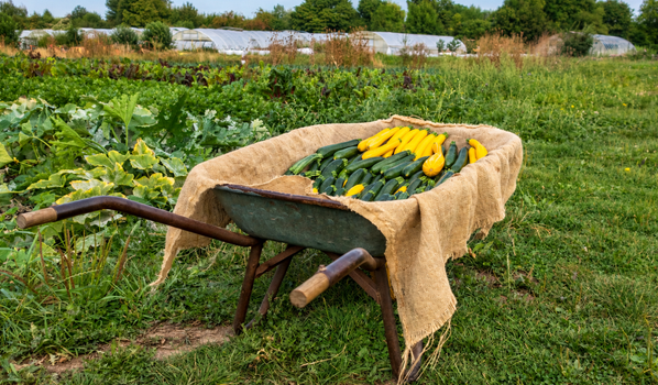 Zucchini