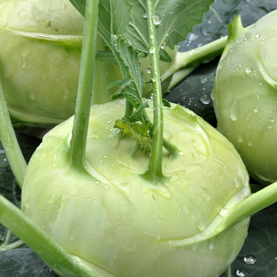 Produktfoto zu Kohlrabi, 15 Stück