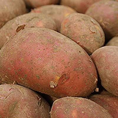 Produktfoto zu Kartoffeln Laura rot vfk