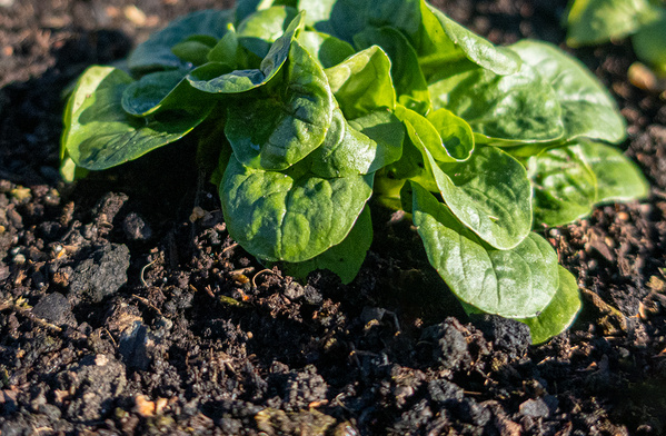 100 % Bio und gesund - AboKiste