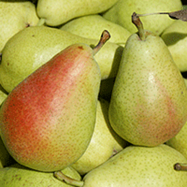 Produktfoto zu Birne Köstliche von Charneux