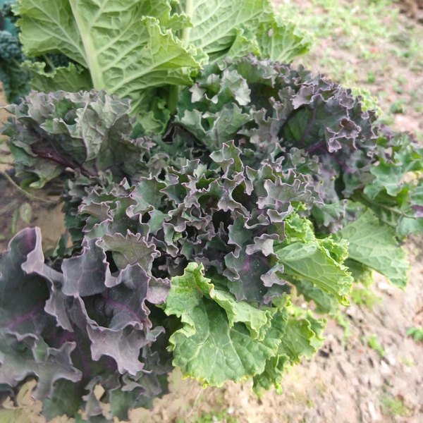 Produktfoto zu Winterkohl 400g (Schwarzkohl, Butterkohl, Grünkohl)