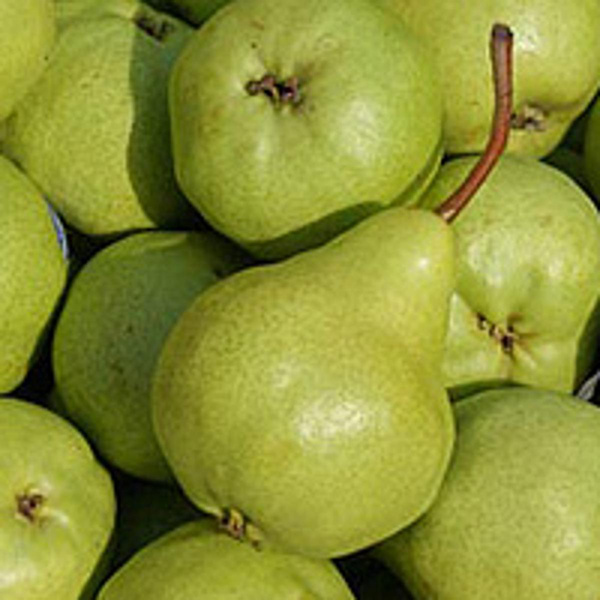 Produktfoto zu Birne Packham