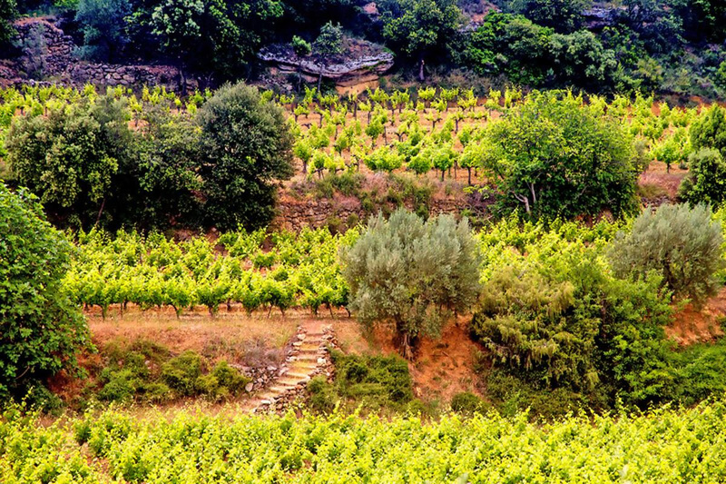 Weine aus Frankreich