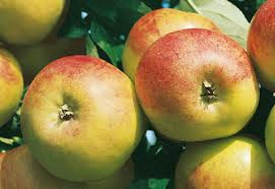 Produktfoto zu Apfel Holsteiner Cox