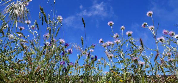 KI generiert: Blühende Disteln unter blauem Himmel.