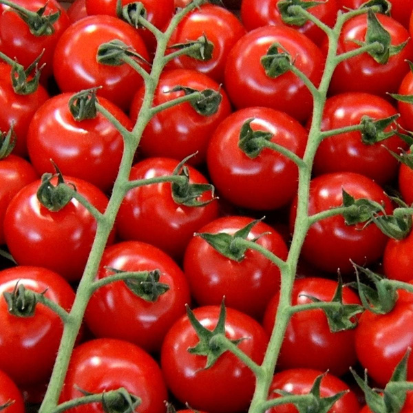 Produktfoto zu Cocktail Strauchtomaten