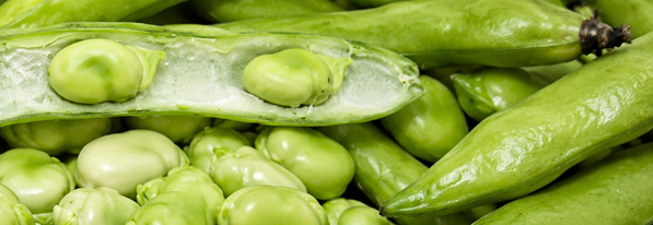 Dicke Bohnen