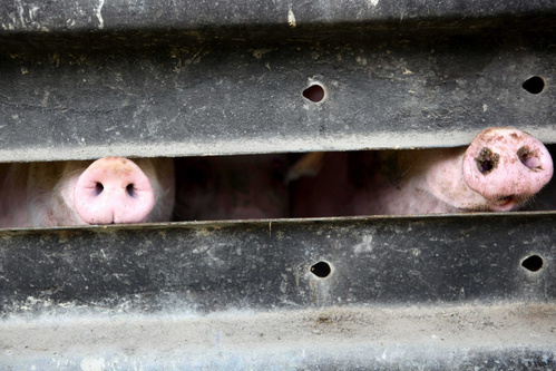 Schweine