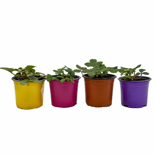 Produktfoto zu Erdbeeren Mix, 4 Töpfe