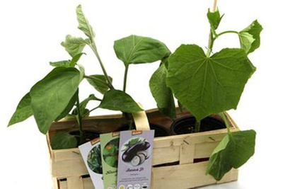 Produktfoto zu Fruchtgemüse, 3 Töpfe