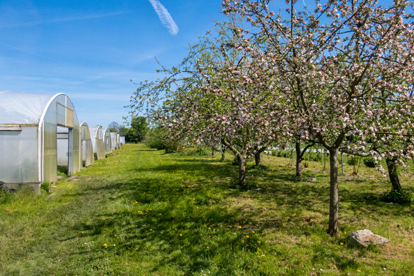 Streuobstwiese