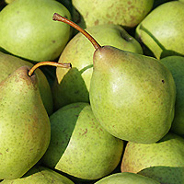 Produktfoto zu Birne der Saison