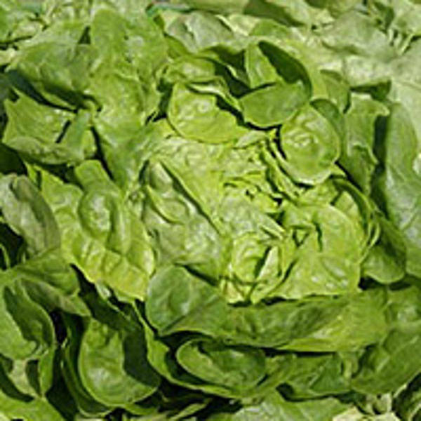 Produktfoto zu Krullsalat rot
