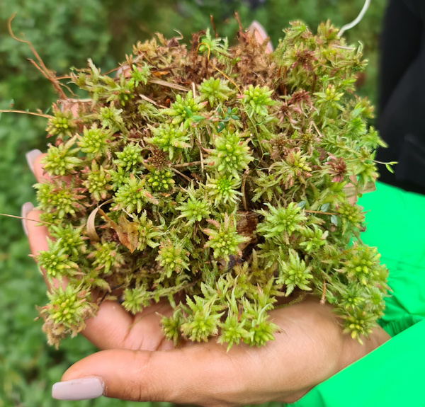 Hannd mit Moorpflanze