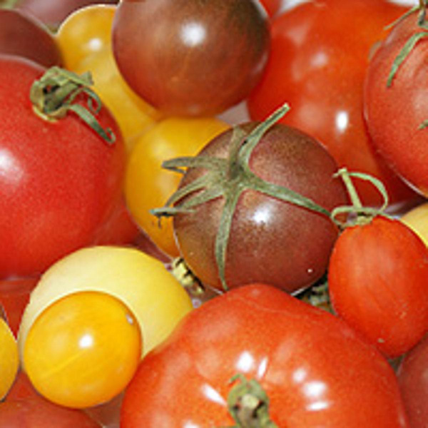 Produktfoto zu Historische Tomaten