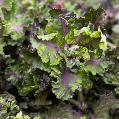 Produktfoto zu Flower Sprouts