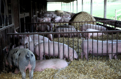 Schweinestall