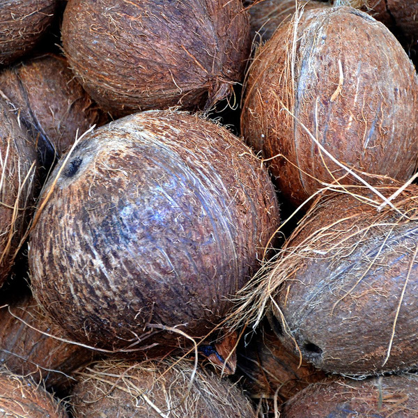 Produktfoto zu Kokosnuss