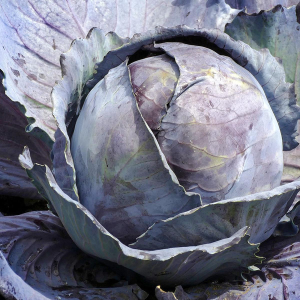 Produktfoto zu Rotkohl, neue Ernte