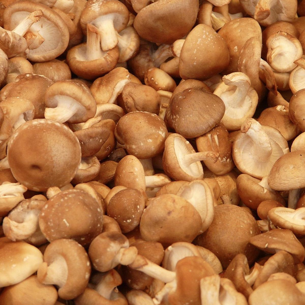 Produktfoto zu Shiitake-Pilze