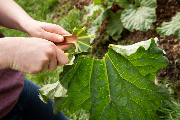 Rhabarber ernten