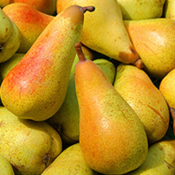 Produktfoto zu Birne Abate