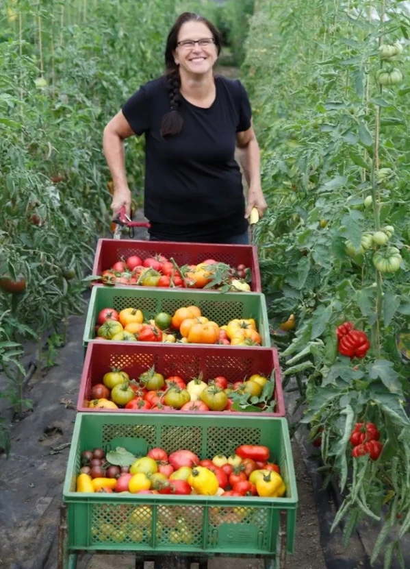 KI generiert: Eine Person mit Gemüsewagen in einem Garten, beladen mit verschiedenen Tomaten.