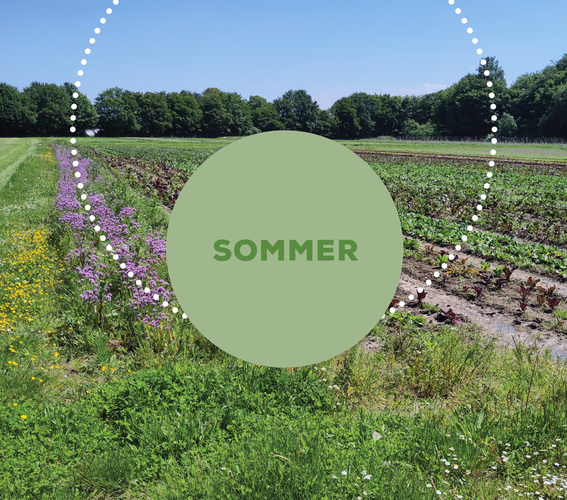 Kistenpost Sommer 2026