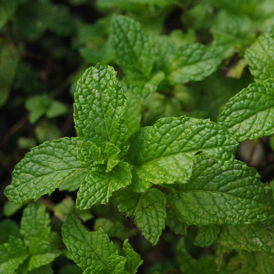 Produktfoto zu Minze, im Bund