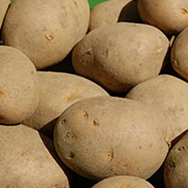 Produktfoto zu Kartoffeln mk, 12,5kg, Karelia