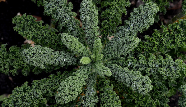 Erdbeer-Schicht-Dessert