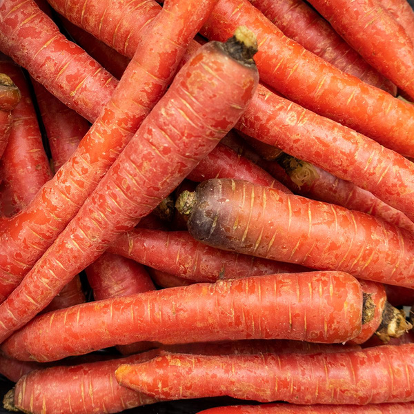 Produktfoto zu Möhren Rote Purpune Paula