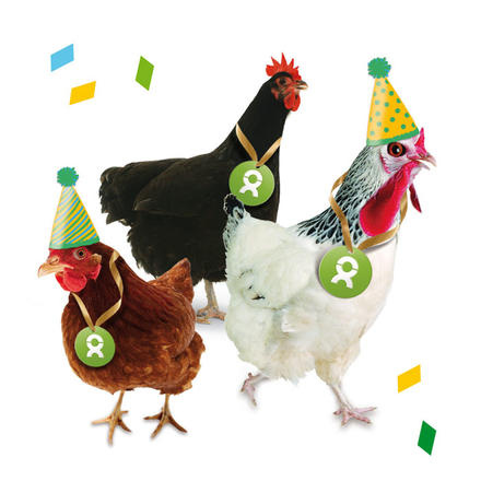 Hühner als Geschenk