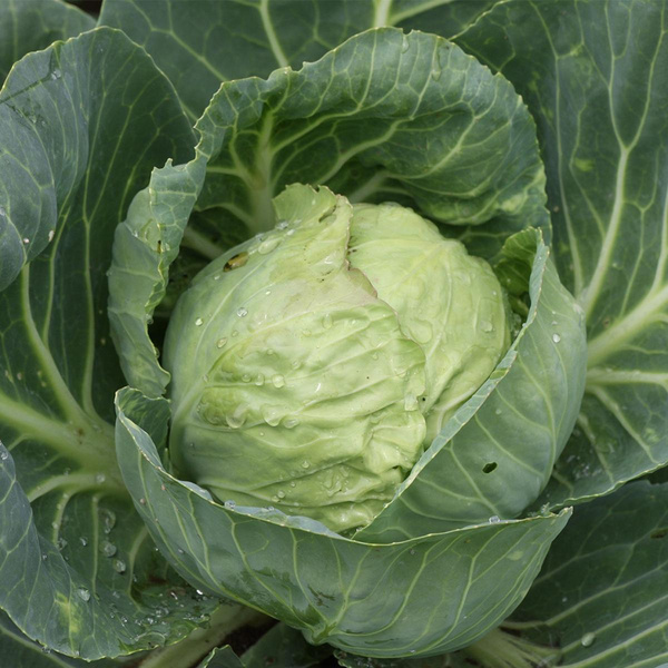 Produktfoto zu Weisskohl STÜCK 900g+