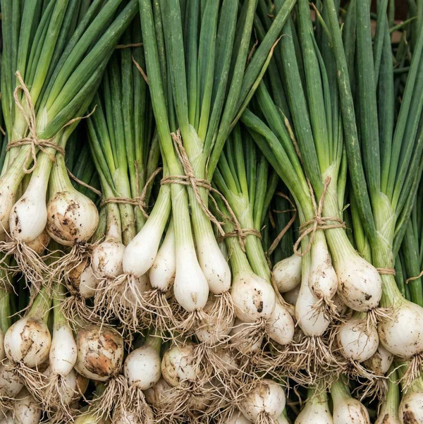 Produktfoto zu Lauchzwiebeln