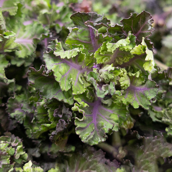 Produktfoto zu Flower Sprouts