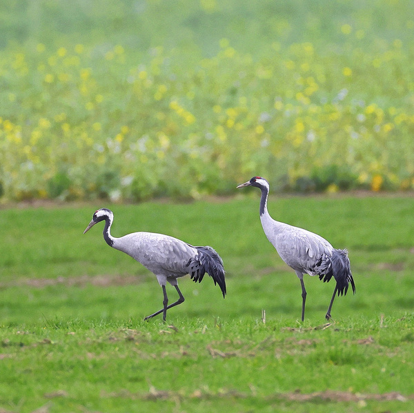 Kraniche