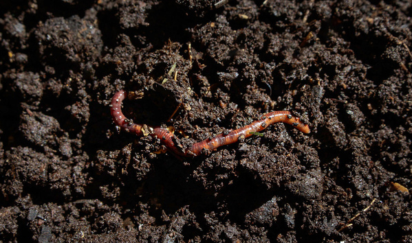 Regenwurm