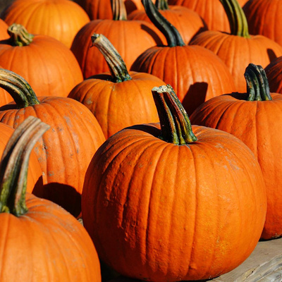 Produktfoto zu Schnitzkürbis_Halloween Kürbis