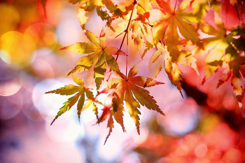 Köstliche Herbstzeit
