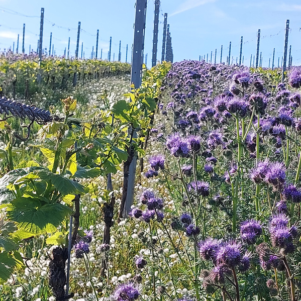 Besuch beim Weingut Raddeck
