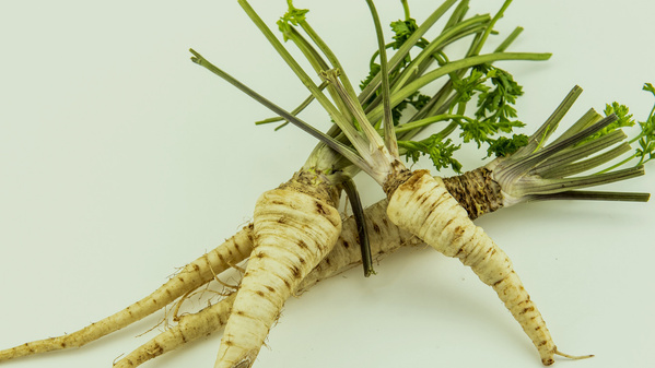 Wurzelpetersilie