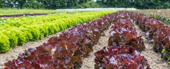 KI generiert: Feld mit grünen und roten Salatköpfen in geordneten Reihen.