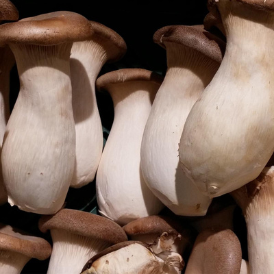 Produktfoto zu Kräuterseitlinge